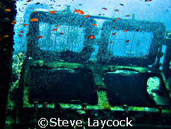 glass fish on the Ghiannis, Red Sea by Steve Laycock 